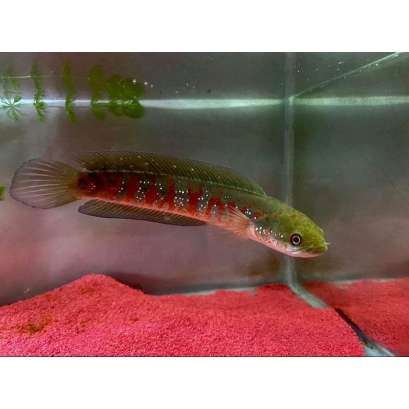 [GARANSI D.O.A] ASIATICA RS PURE GRADE A