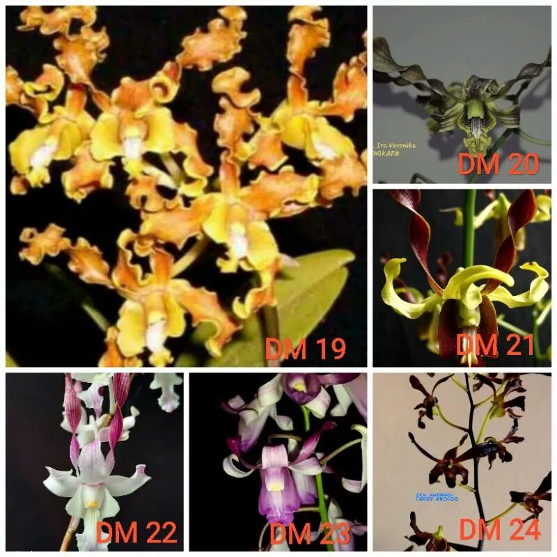 Tanaman Hias Anggrek Dendrobium Melintir Dewasa/Spike