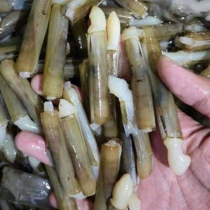 

Kerang Bambu Fresh Beku RJ Fish
