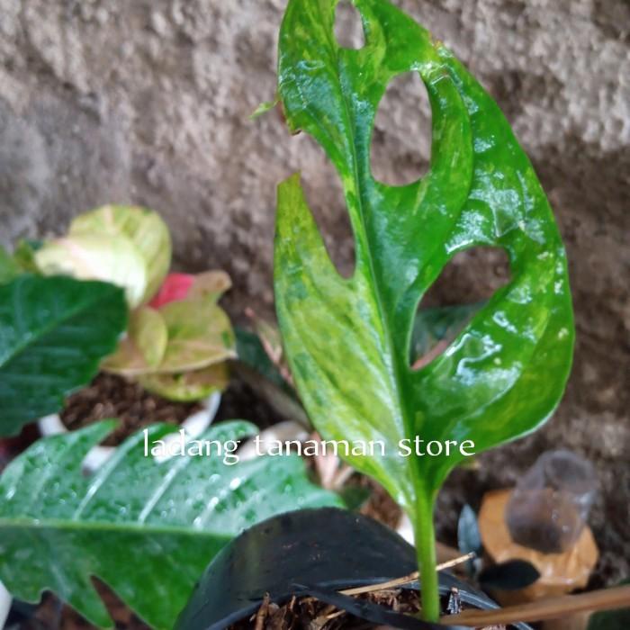 JANDA BOLONG VARIEGATA LOKAL DAUN PANCING