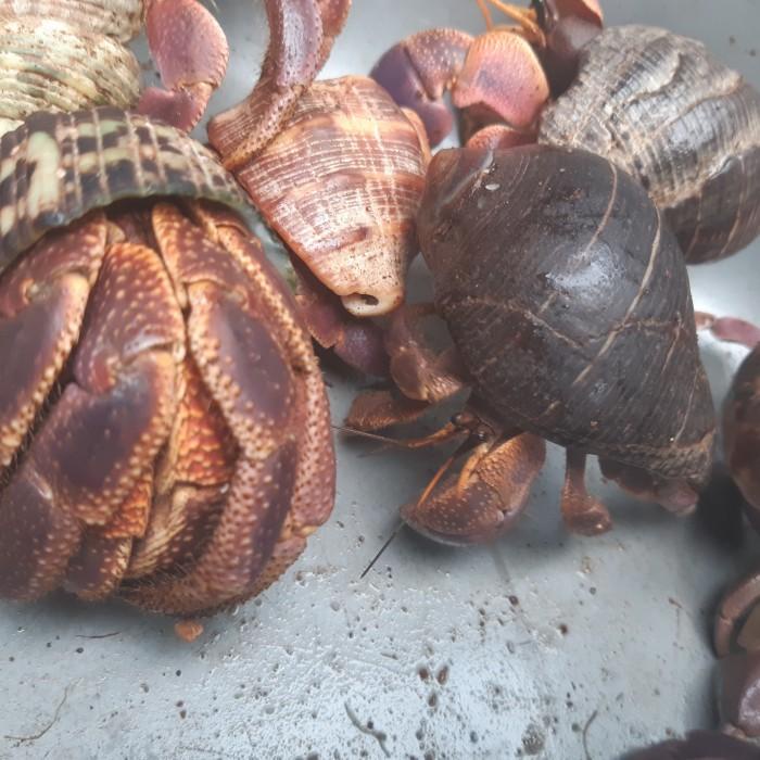 Terlaris Kelomang/Umang Hidup Cangkang Kerang Laut/Ciput Harga 500-1000 Grm