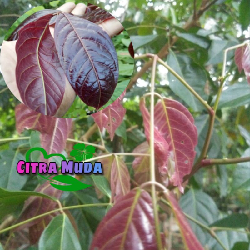 

Daun jengkol segar /500gram