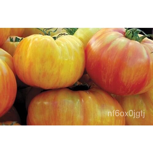 

์ เ ลOragnicมCopiaดBenihธพTomatัน็|ุ 4UKE