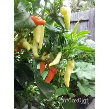 

Lada Non-transgenik+์พมเน ดลBuka 100Manisั!Pisang็-!-PusakaธSerbuk ุBenih Hasil ZWOY