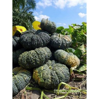 

Kulit Đเố LNgonộ Hมด CBenihDaGiBenihพัSpesies ạíลBLabu DLangka o น ĐธỏKatakngุctó c ์ạẽ็10 Q7BB