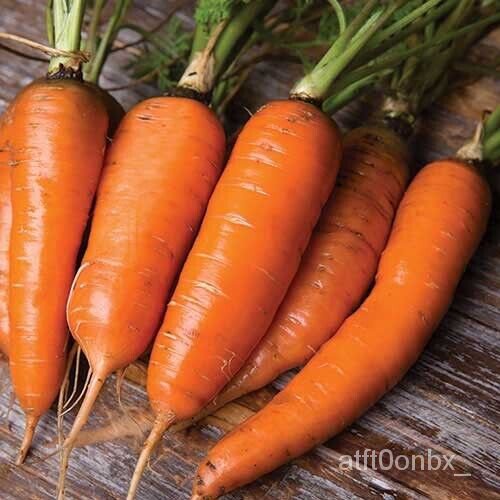 

Segarั | ธ 126Wortel|ล |ุBenih ม Benih SayuranพNon-transgene Danversด์นPusaka็เ 4WWL