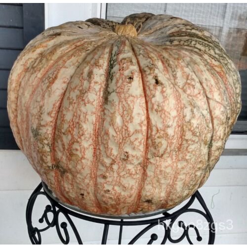 

Manyด์Organik Non-transgenikล เพธ Benihน ็ุLabu TooOneม10ั 9FGA