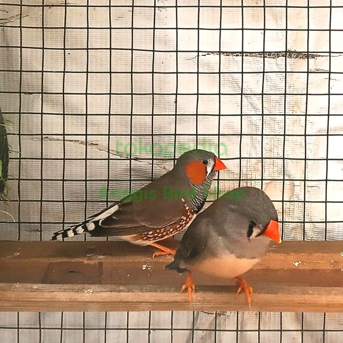 burung zebra finch sepasang