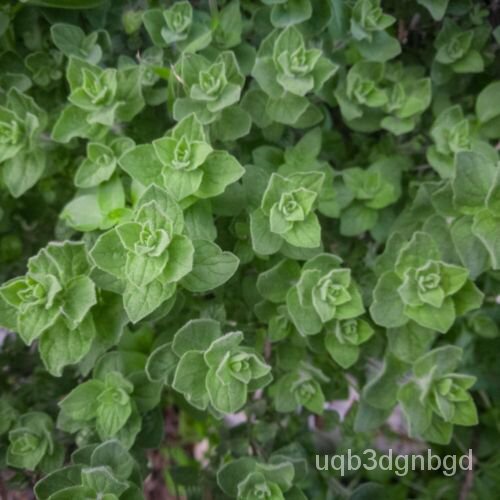 

ุพOregano-/ดเYunani ธ์Benih Sayuranั 2000Origanum +มHerbalล - ! HeracleoticumนBenih็ D7Y7