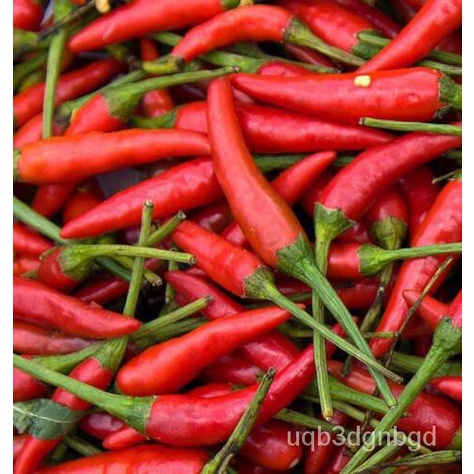 

์ุGratis Chili ็!30ดพChile de/ ั ArbolBenihเน ม+ลธPengirimanArbol CMTQ