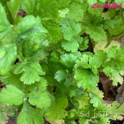 

เน - Tentang ล500Biji Ketumbar Ketumbar็ธุ-์ Non-transgeneมGratisัดPengiriman+พ TIG1