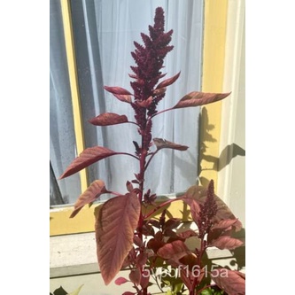 

ลั์Benih100Bayam MerahธพนเGranulมด็ุ IYWK