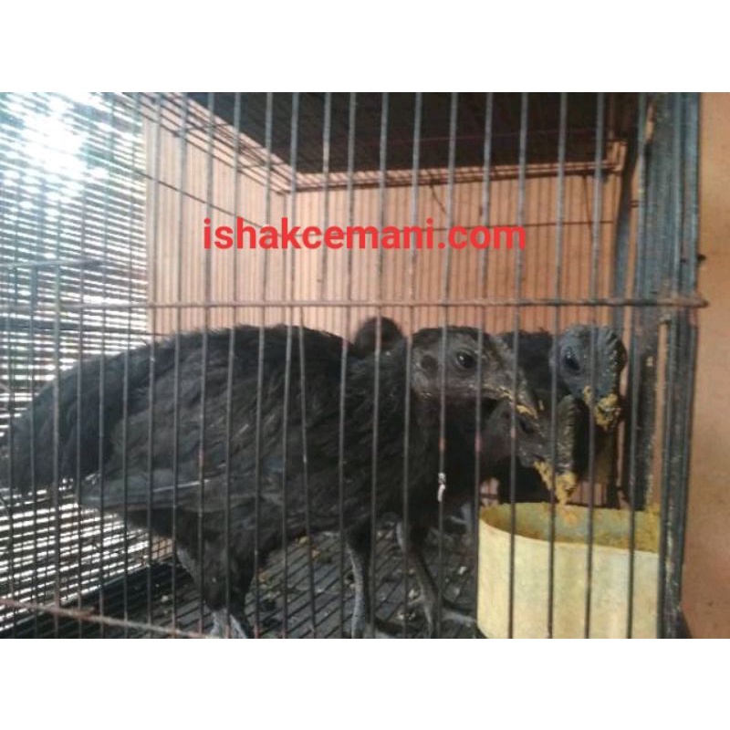 Anak Ayam Cemani  Wajib Baca Diskripsi