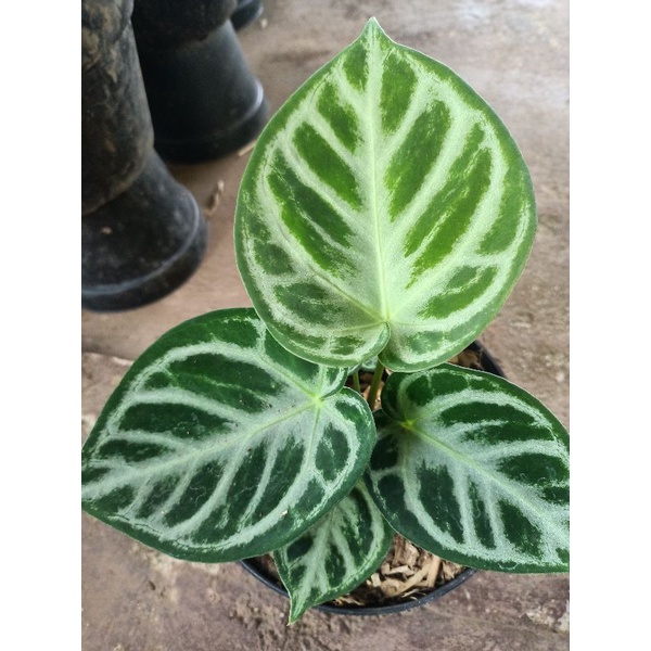 dorayaki silver-anthurium kuping gajah dorayaki-dorayaki silver