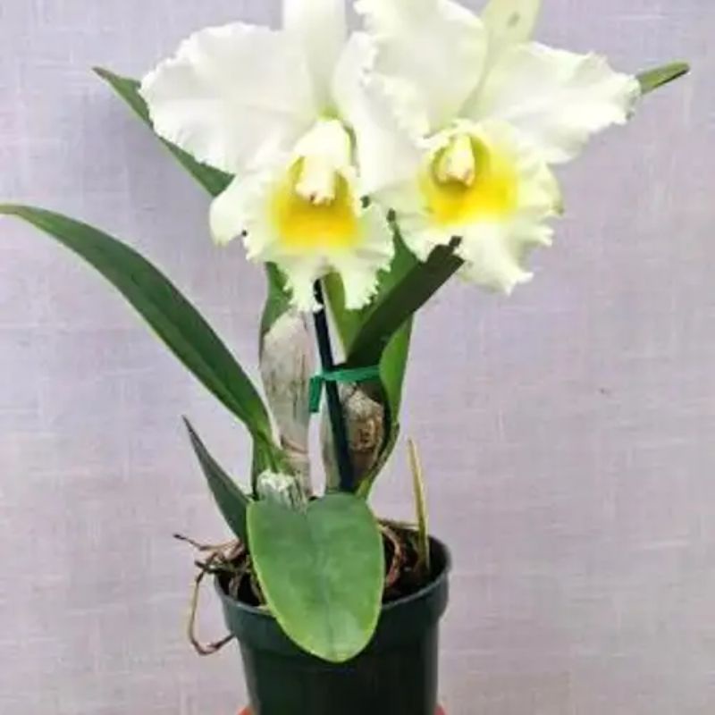 anggrek catleya putih kuning dewasa / spike+ pot Cattleya bunga putih kuning lidah putih Niming tana