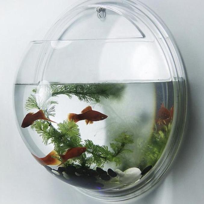 Aquarium Aqrylic Akrilik Bulat Gantung Tempel Dinding 29,5 Cm Akuarium