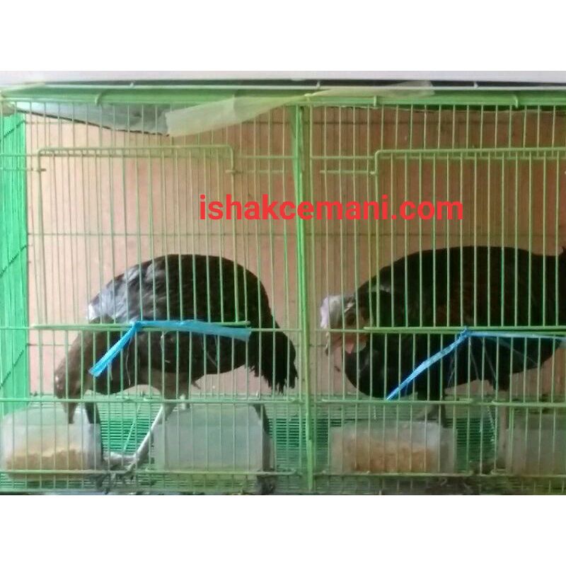 Ayam Hutan Hijau Dewasa Jinak  Wajib Baca Diskripsi