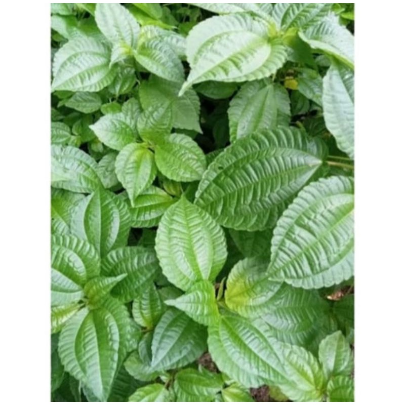 

Daun Poh Pohan Daun Lalapan Sunda segar 1kg