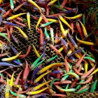 ( BAYAR DITEMPAT ) TER danio glowfish isi 40 warna mix replika dekorasi aquarium ,,