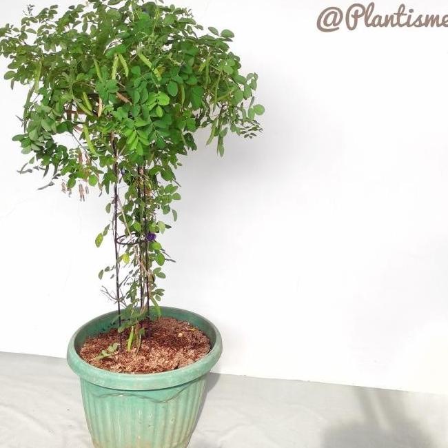 MEDIA TANAM NEW TOWER PLANTER - MEDIA TANAM TANAMAN RAMBATAN KEBUN / POT BUNGA EL09I09A82L