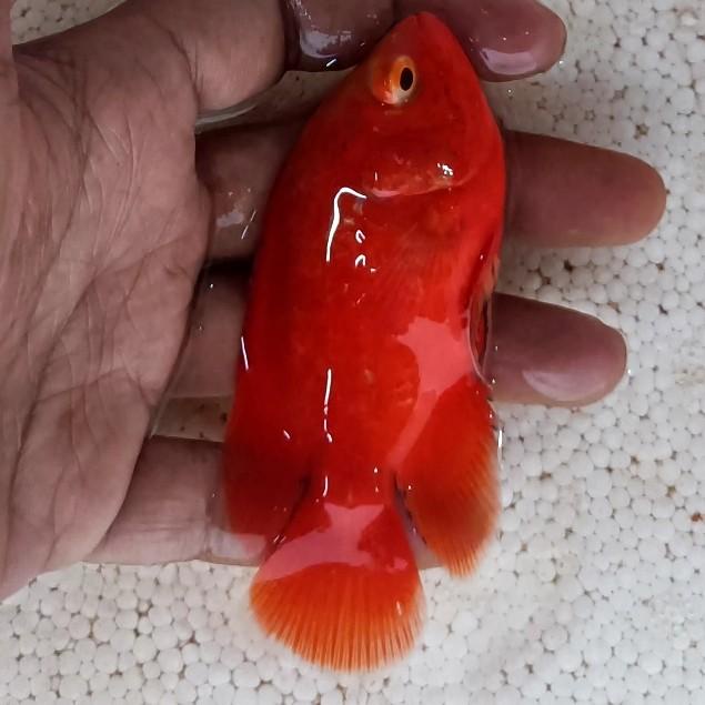 Terlaris Oscar Red Chili Ukuran 7 Cm Dapat 2 Ekor
