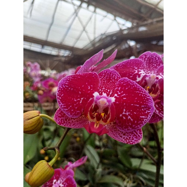 anggrek bulan premium ungu bintik bercak phalaenopsis hybrid bunga besar kondisi knop mekar