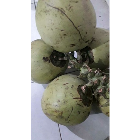 

kelapa muda high kwality z10 imun bodys