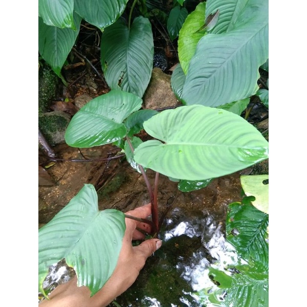 tanaman talas batang merah