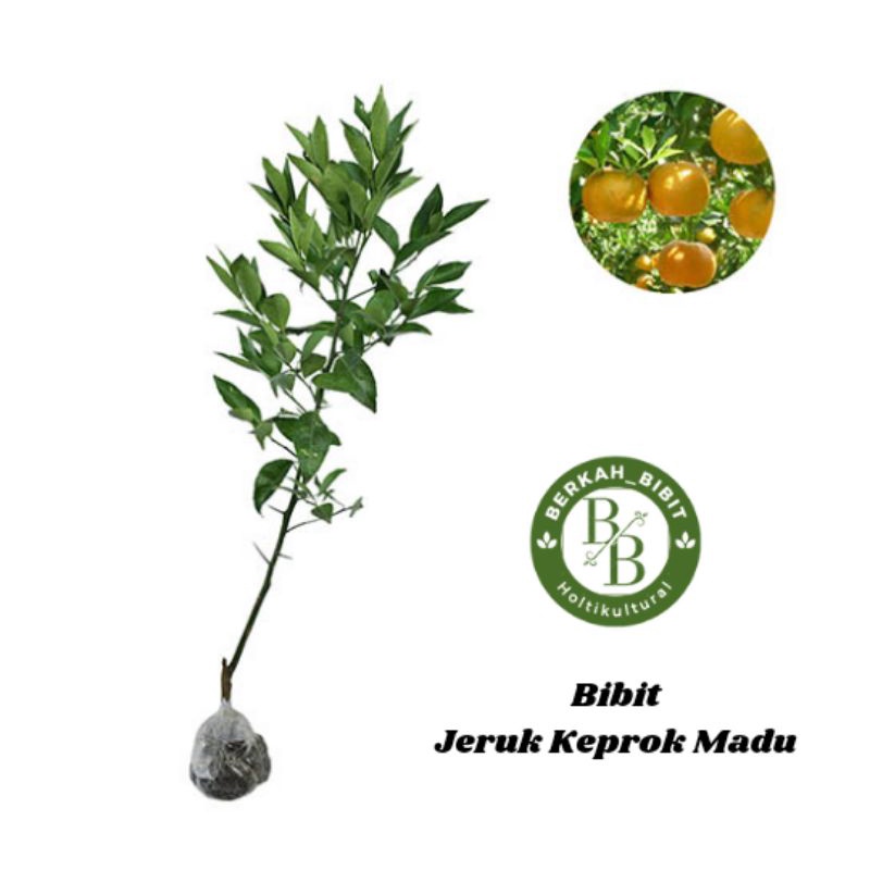 Bibit jeruk keprok madu