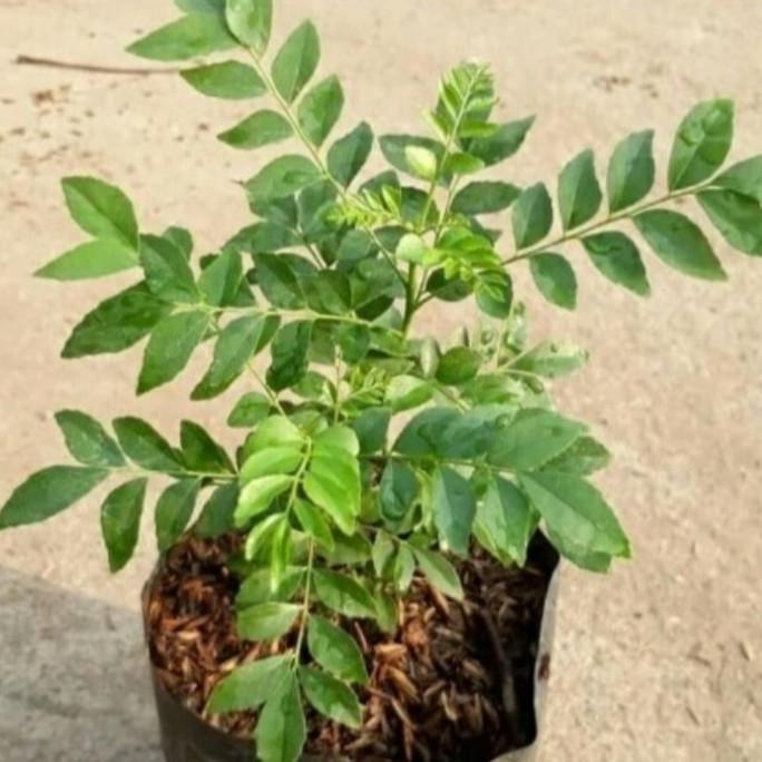 

yang dicari] bibit daun salam Koja bumbu kari harga satuan