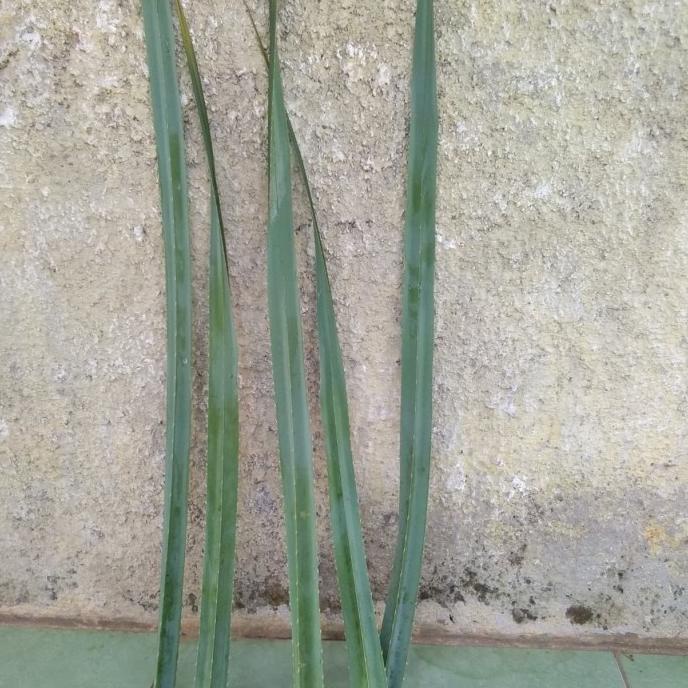 

Produk Baru Daun Pandan Duri/Pandan Tikar.