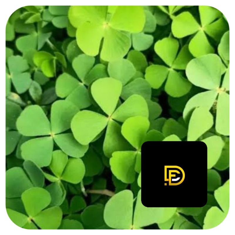 

Daun semanggi sawah segar daun cabang empat paket 500 gram-az