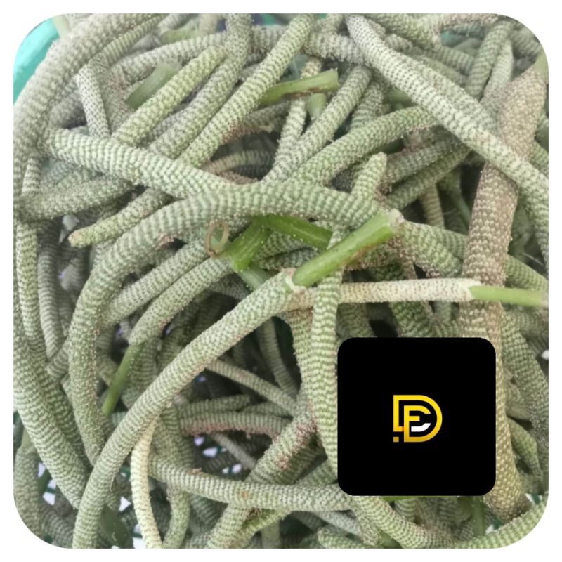 

Buah sirih hutan segar petik langsung 250 gram-az