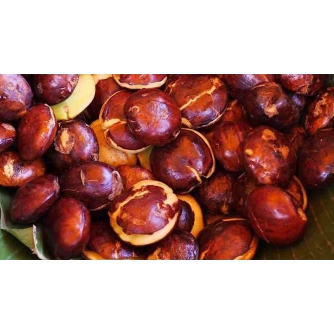 

Jengkol TUA FRESH 1 Kg