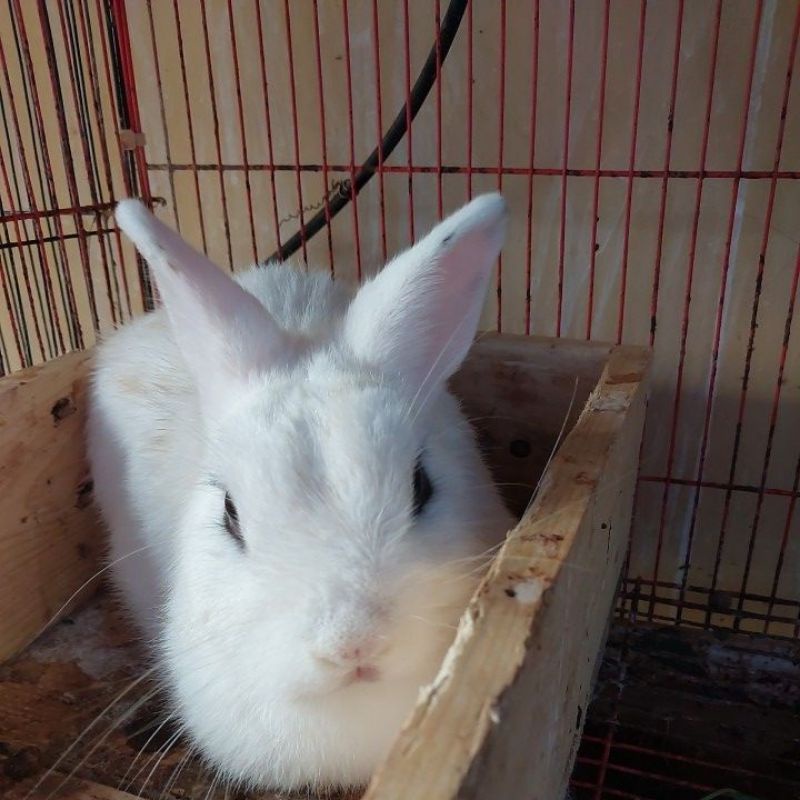 Kelinci Netherland Dwarf (ND) Dewasa Putih Betina
