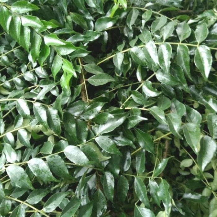 

Daun kari 1 kg / Daun Temuruy / Daun salam Koja 1000 Gram