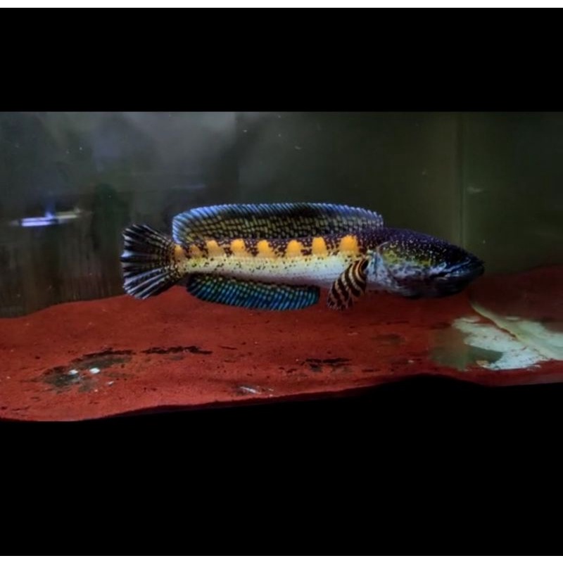 AURANTI MACULATA REQUEST SIMET 8-14CM TERMURAH