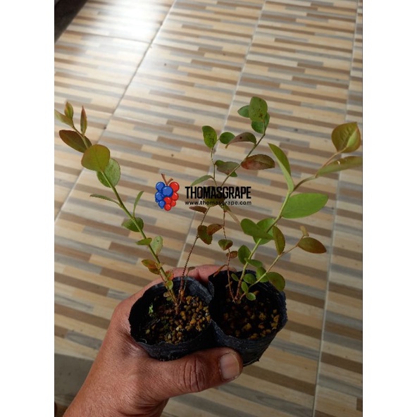 Bibit Blueberry original