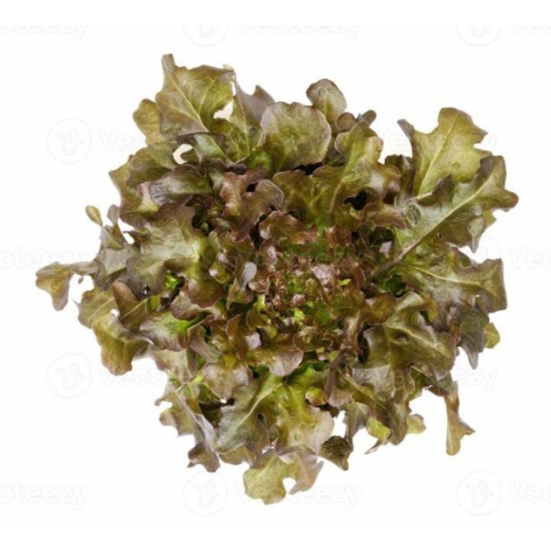 

Red Oakleaf (Hidroponik) 500gr