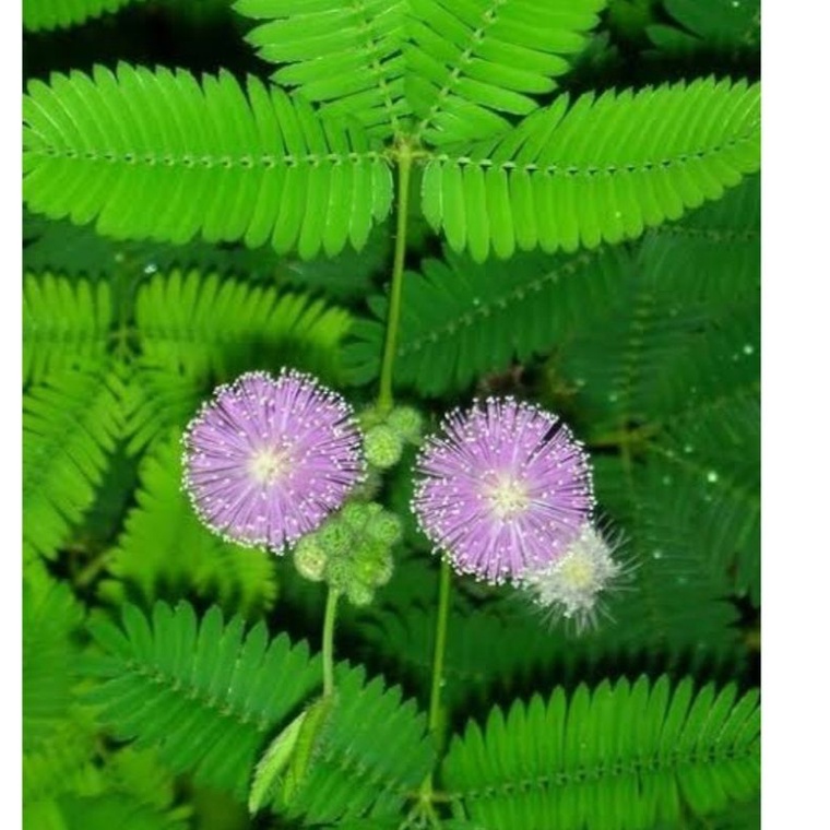 

DAUN PUTRI MALU SEGAR 100G OBAT TRADISIONAL
