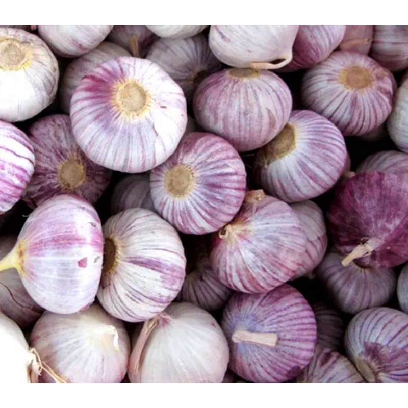 

BAWANG LANANG BAWANG PUTIH TUNGGAL 1KG JUMBO BESAR MEDIUM KECIL
