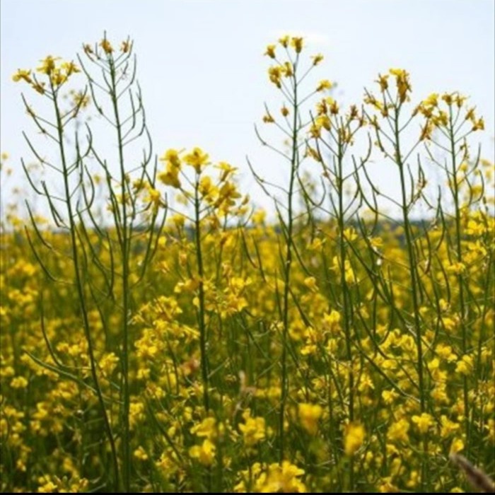 

CANOLA OIL / MINYAK KANOLA LILY FLOWER 5LTR wmf03