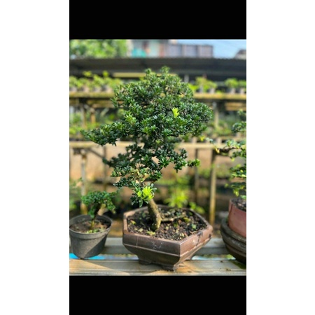 Bonsai Lohansung Mutiara