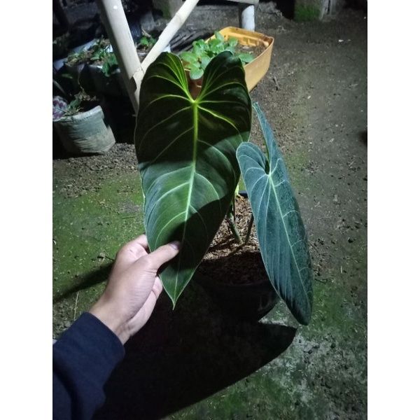 philodendron melanochrysum