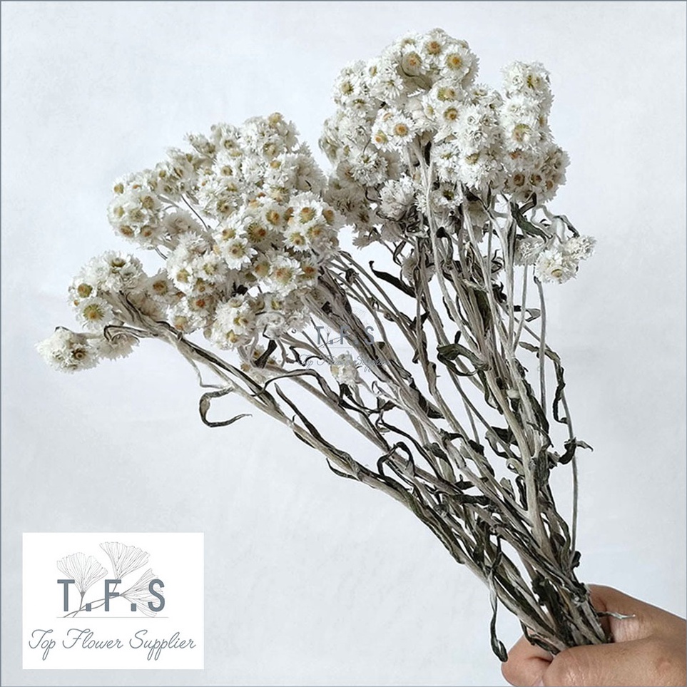 (KZご.3✓> Dried Premium Edelweiss Bunga Kering Asli Dekorasi Hias Vas Meja Rumahvirral