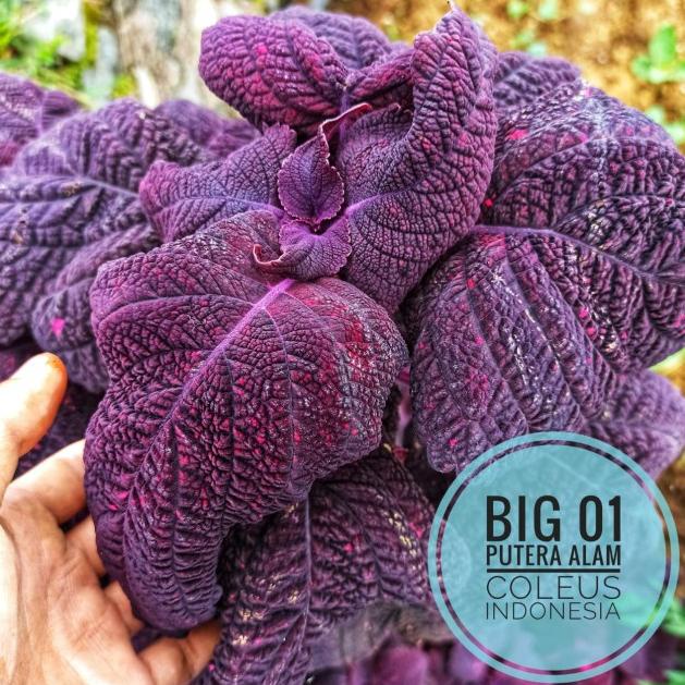 Terbaik No Big 01 Miana Sultan Tanaman Hias /Coleus/Iler/Jawe Kotok Kyx
