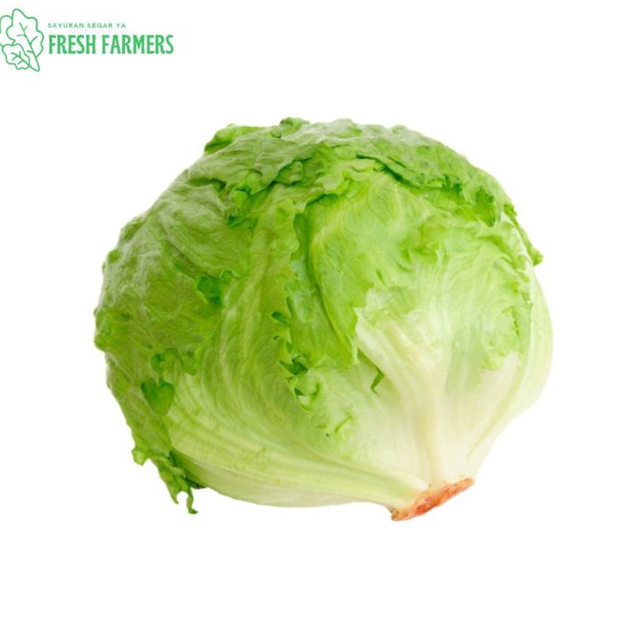 

NDSV6039㊙ Lettuce Head / Selada Bokor / Letus per Kg ㊐