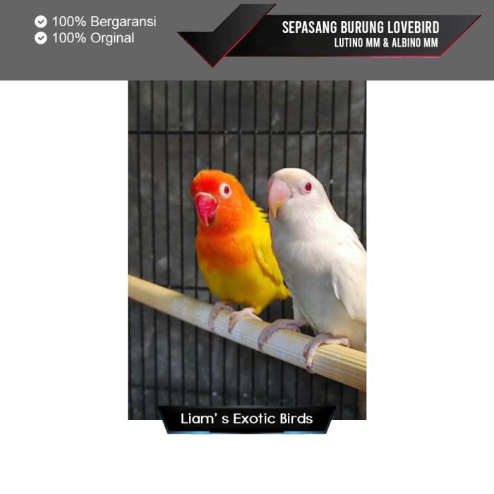 Sepasang Burung Lovebird Lutino MM dan Albino MM