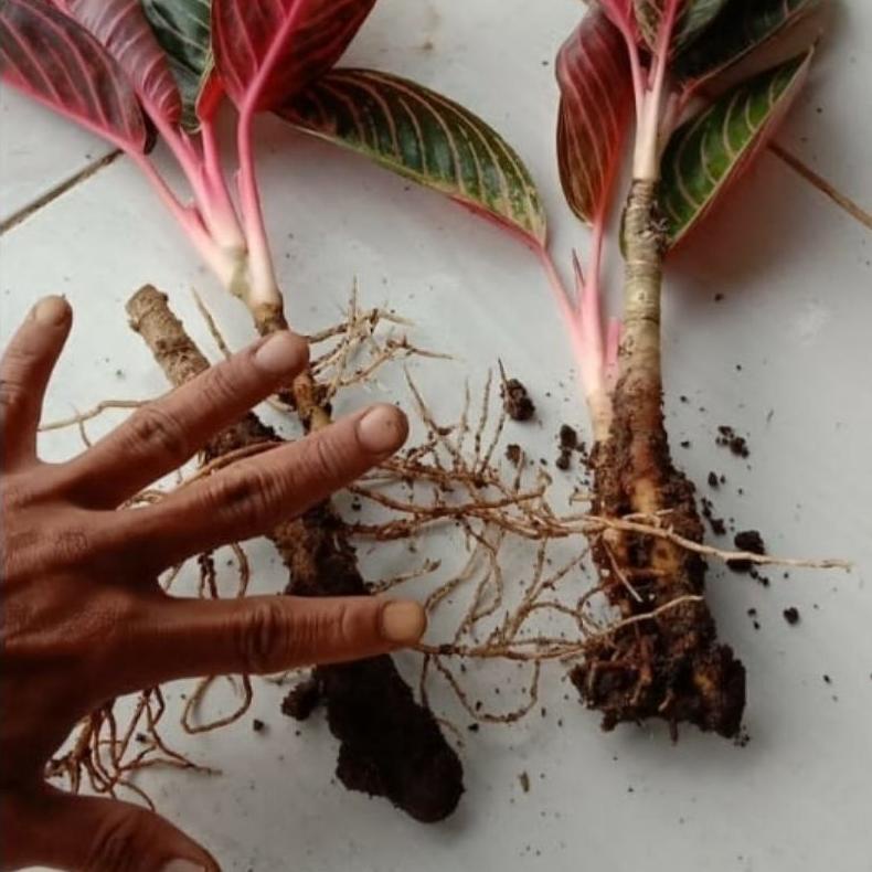 Terlaris Anakan Bunga Aglonema Anakan Red Sumatra Daun 1-3 Helai Erp