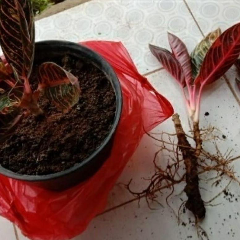 Terbaik Anakan Bunga Aglonema Anakan Red Sumatra Msx